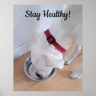 Affiche Photo de chien mignon buvant de l'eau motivationne