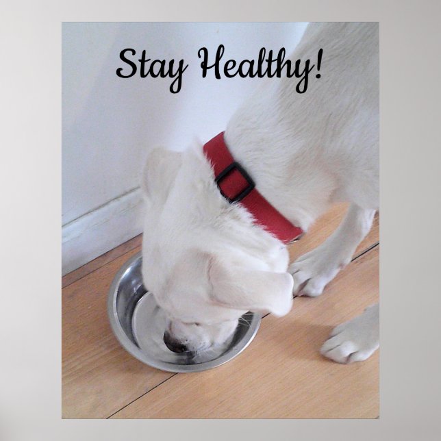 Affiche Photo de chien mignon buvant de l'eau motivationne (Devant)
