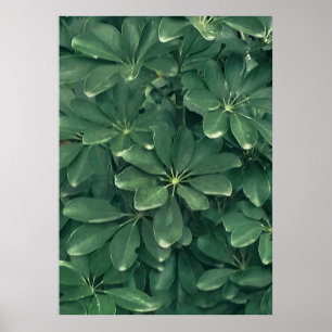 Affiche photo de closeudo feuille