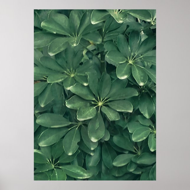 Affiche photo de closeudo feuille (Devant)