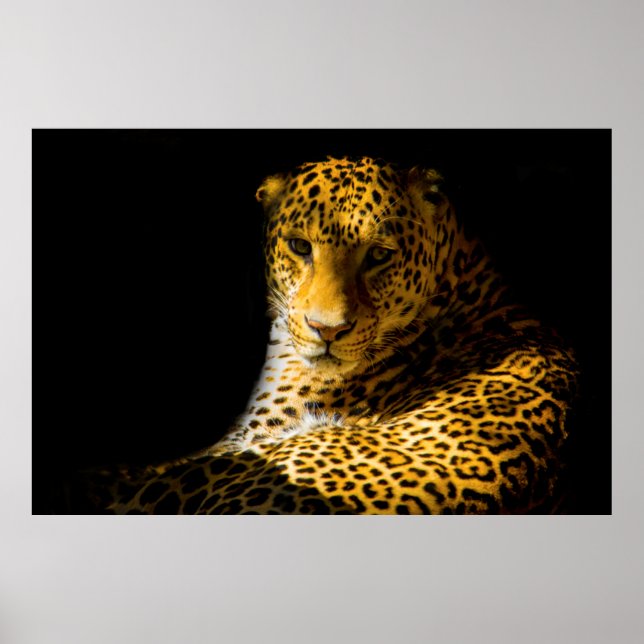 AFFICHE PHOTO DE CLOSEUP DE LEOPARD (Devant)