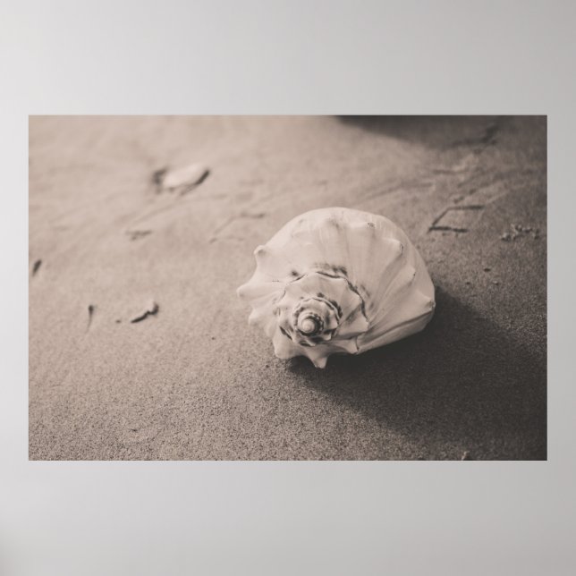 Affiche Photo de clôture de coquillages blancs sur sable (Devant)