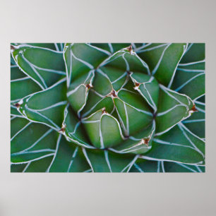 Affiche Photo de clôture du plante vert et blanc