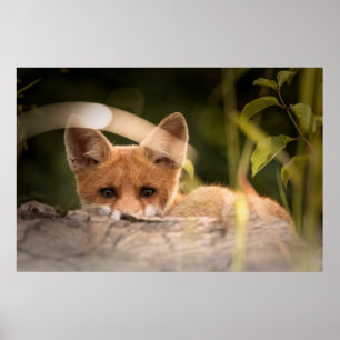 Affiche Photo de Cute Little Orange Fox