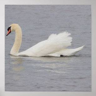 Affiche Photo de cygne