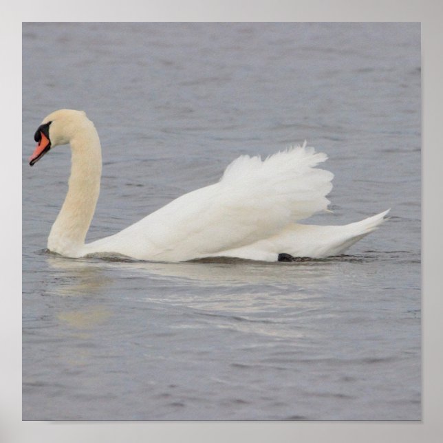 Affiche Photo de cygne (Devant)
