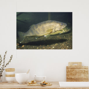 Affiche Photo de doré jaune en aquarium