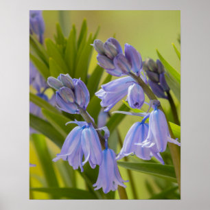 Affiche Photo de English Bluebells Poster/Imprimer