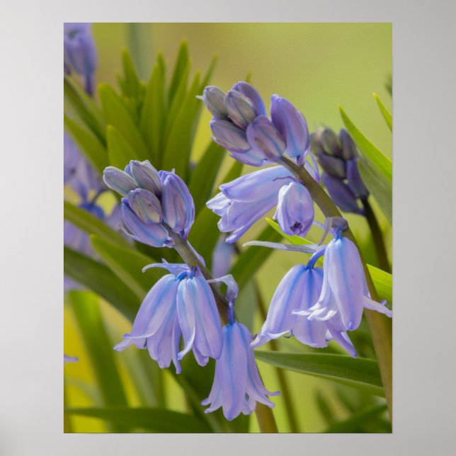 Affiche Photo de English Bluebells Poster/Imprimer (Devant)