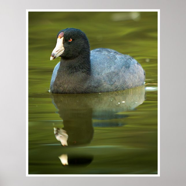 Affiche Photo de faune d'un foulque d'Amérique réfléchissa (Devant)