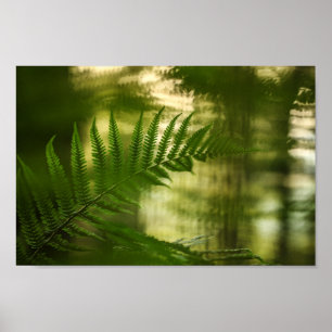 Affiche Photo de Fern Nature