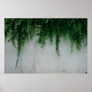 AFFICHE PHOTO DE FERN PLANTES À PEU PRÈS CONCENTRÉE