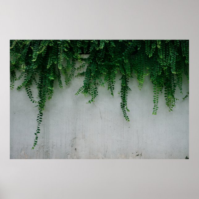 AFFICHE PHOTO DE FERN PLANTES À PEU PRÈS CONCENTRÉE (Devant)