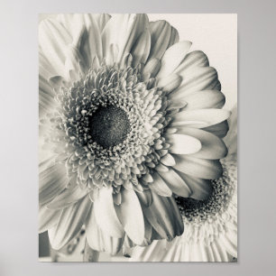 Affiche Photo de fleur de marguerite noir blanc
