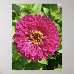 Affiche Photo de fleur de Zinnia vive