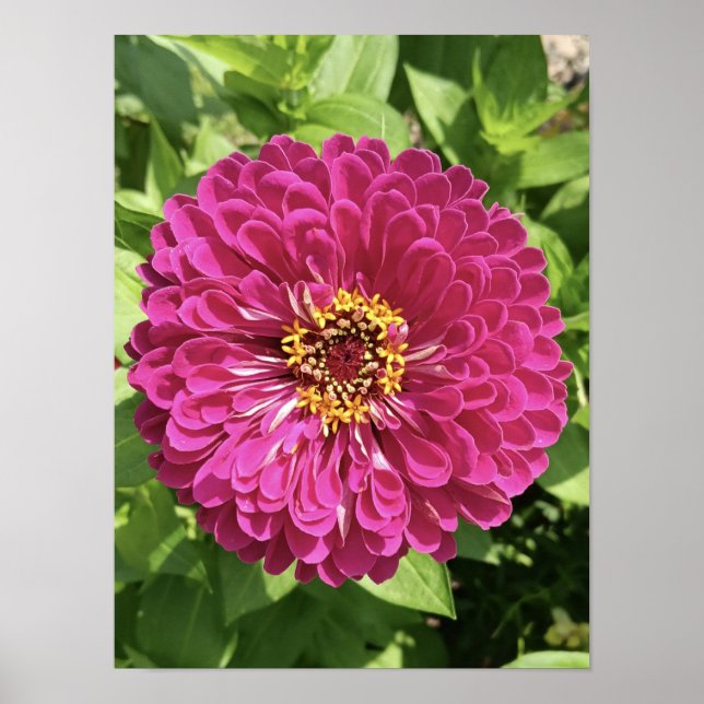 Affiche Photo de fleur de Zinnia vive (Devant)