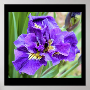 Affiche Photo de fleur d'iris