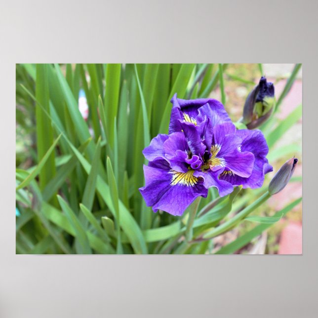 Affiche Photo de fleur d'iris (Devant)