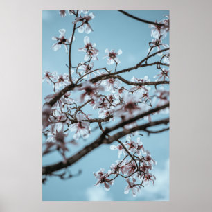 AFFICHE PHOTO DE FLEURS BLANCHES PETALÉES