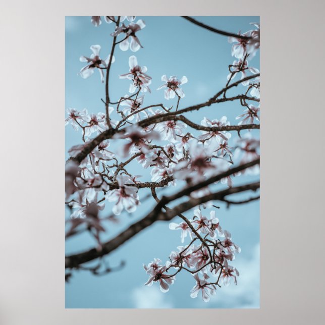 AFFICHE PHOTO DE FLEURS BLANCHES PETALÉES (Devant)