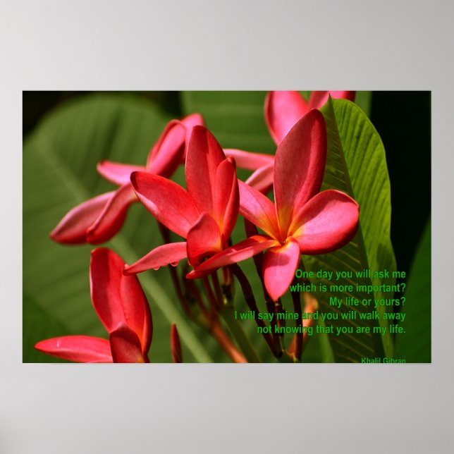 Affiche Photo de fleurs de plumeria avec citation de Khali (Devant)