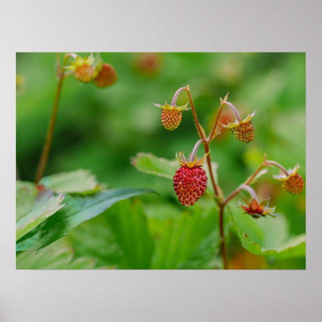 Affiche Photo de fraises des bois rouges encore en croissa (Devant)