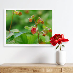 Affiche Photo de fraises des bois rouges encore en croissa