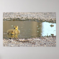 Affiche Photo De Goslings