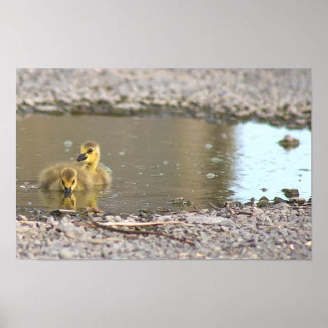Affiche Photo De Goslings (Devant)