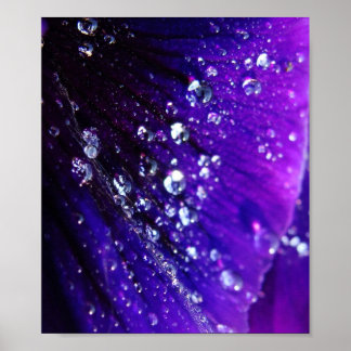 Affiche Photo de gouttes d'eau sur fleur violette