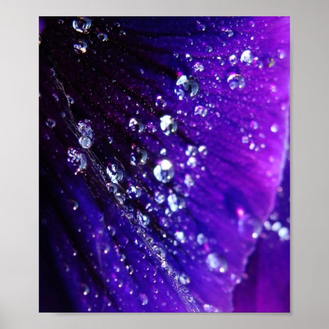 Affiche Photo de gouttes d'eau sur fleur violette (Devant)