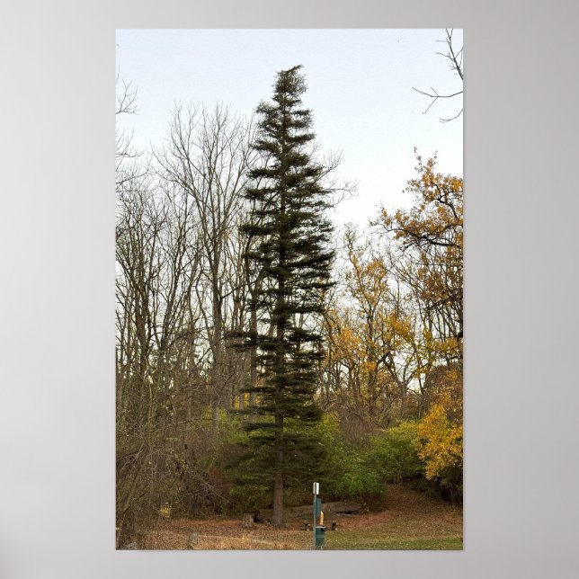 Affiche Photo de Grand Arbre (Devant)