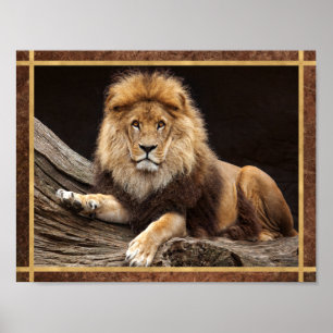 Affiche Photo de gros chat lion