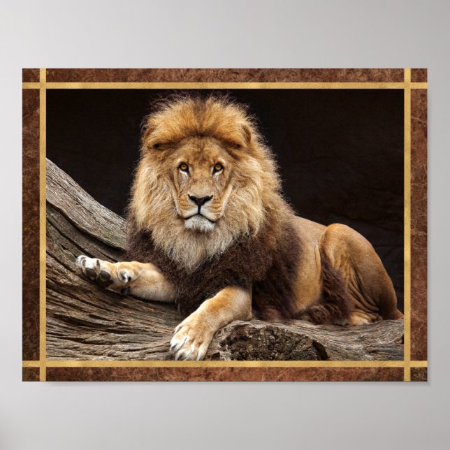 Affiche Photo de gros chat lion (Devant)