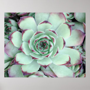 Affiche Photo de gros plan de succulente vert pâle et viol