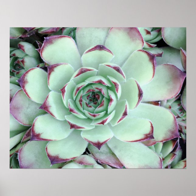 Affiche Photo de gros plan de succulente vert pâle et viol (Devant)