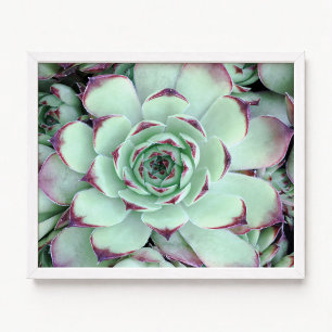Affiche Photo de gros plan de succulente vert pâle et viol