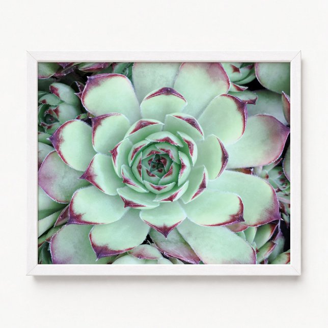 Affiche Photo de gros plan de succulente vert pâle et viol (Pale Green with Purple Succulent Close-Up Photo Poster)