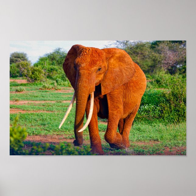 Affiche Photo de la faune africaine des éléphants (Devant)