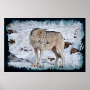 Affiche Photo de la faune du Loup arctique blanc et de la 