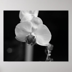 Affiche Photo de la Fleur d'orchidée noire et blanche