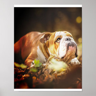 Affiche Photo de la forêt de Bulldog en anglais