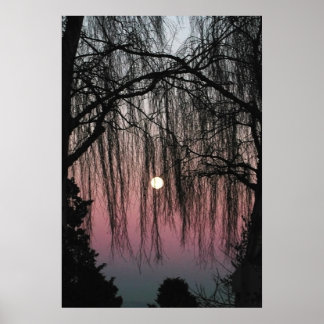 Affiche Photo de la lune à travers les arbres