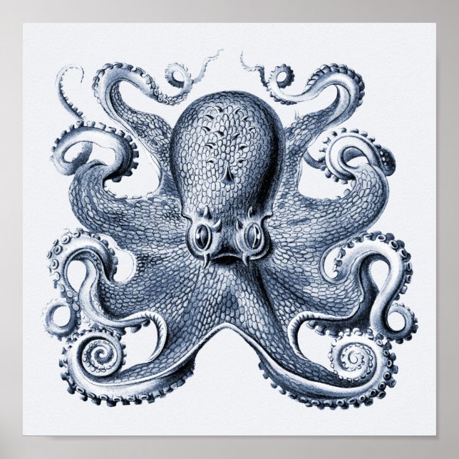 Affiche Photo de la marine Blue Octopus par Ernst Haeckel (Devant)