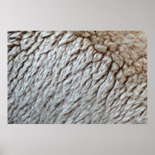 Affiche Photo de la nature abstraite de la laine de mouton