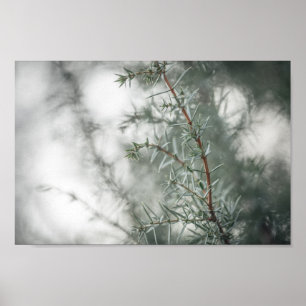 Affiche Photo de la nature de Juniper