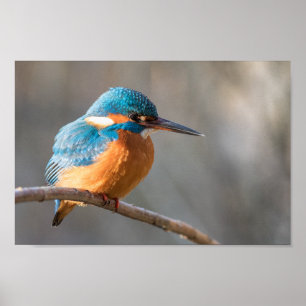 Affiche Photo de la nature de Kingfisher