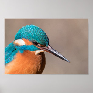 Affiche Photo de la nature de Kingfisher