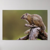 Photo de la nature de l'écureuil terrestre
