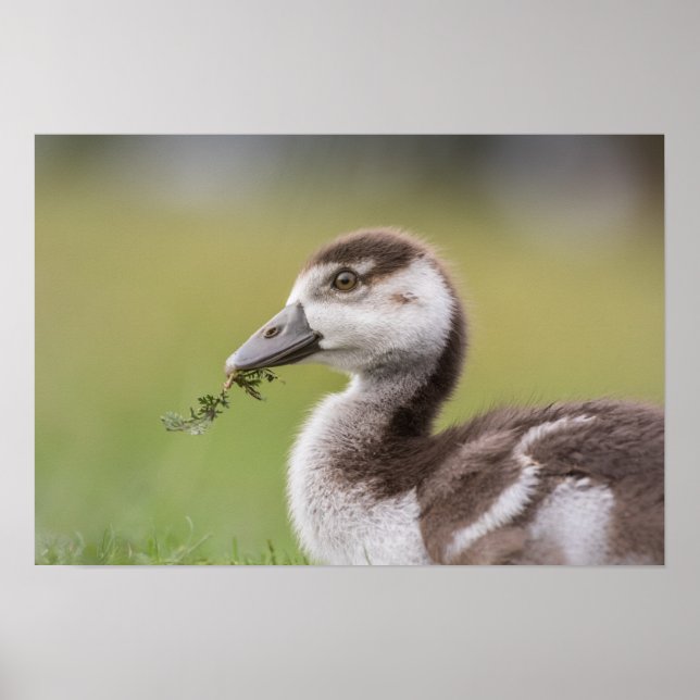 Affiche Photo de la nature de mignonne Goose Chick (Devant)